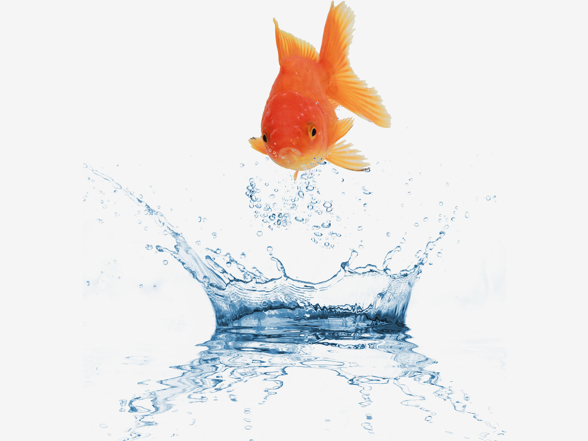 fly fish fly fish
